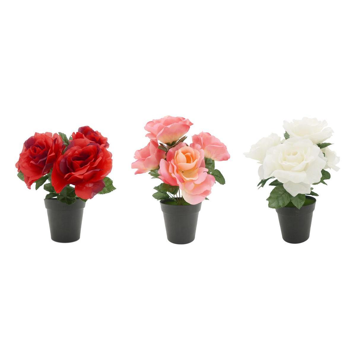 Roses en pot - H 30 cm