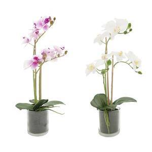3 orchidées - Blanc, violet