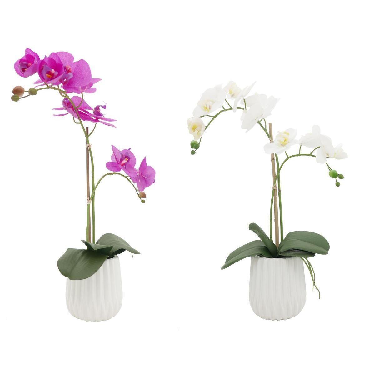Orchidées - Blanc, rose