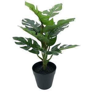 Monstera toucher naturel