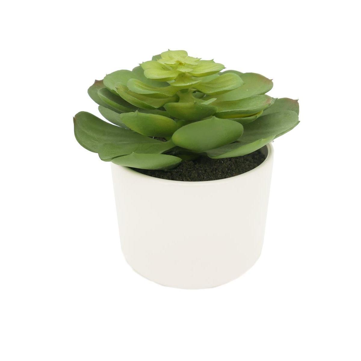 Succulente chou en pot céramique - H 15 cm - Vert