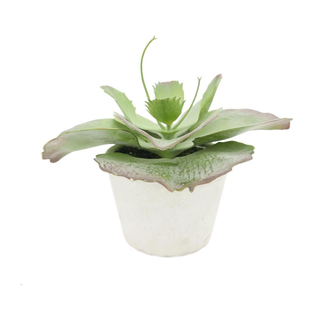 Succulente chou en pot ciment - H 18 cm - Vert