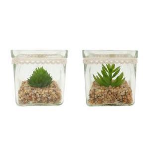 Succulentes en pot verre & dentelle - H 8 cm - Vert