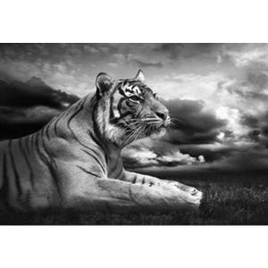 Image contrecollée Tigre au repos - 50 x 70 cm
