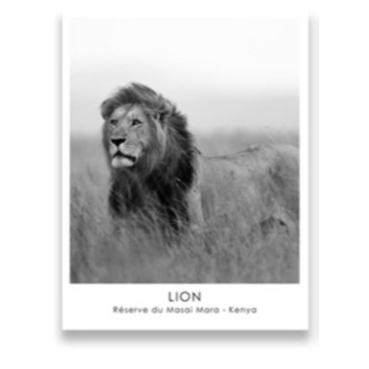 Image contrecollée Lion - 60 x 90 cm