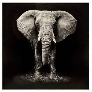 Toile imprimée éléphant - 100 x L 100 cm - ATMOSPHERA
