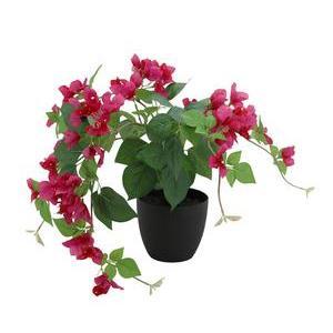 Bougainvillier retombant - H 75 cm - Rose