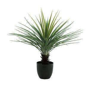 Yucca Rostrata en pot - H 67 cm - Vert
