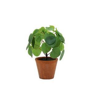 Pilea en pot effet terracotta - H 21 cm - Vert