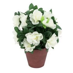 Azalées en pot - H 28 cm - Rose, Blanc