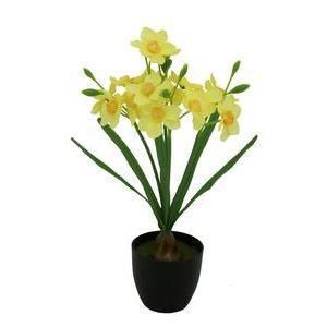 Jonquilles en pot - H 35 cm - Jaune