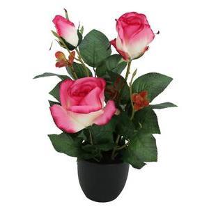 Rosier 2 fleurs + 1 bouton - H 36 cm - Rose, Blanc