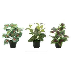 Plantes vertes en pot - H 30 cm - Vert