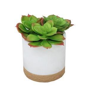 Succulentes en pot céramique cordage - H 13 cm - Vert