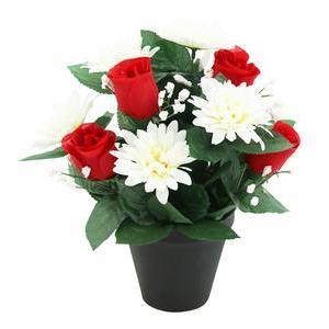 Chrysanthèmes boutons de Rose en pot - H 30 cm - Jaune, Rouge