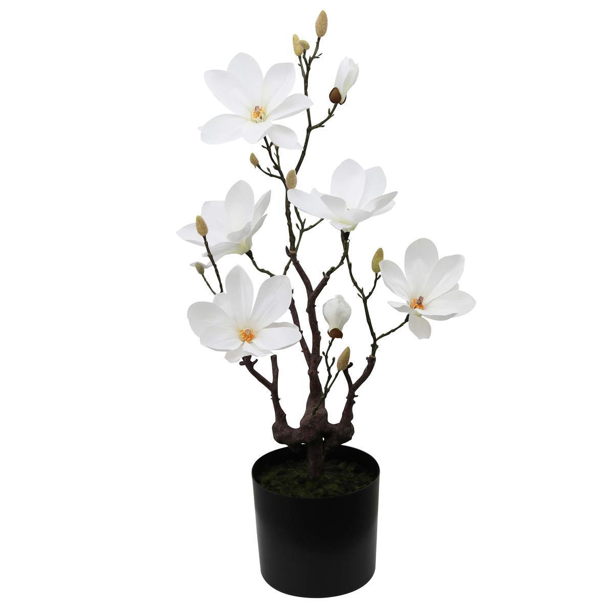 Magnolia synthétique 7 fleurs - H 75 cm - Blanc