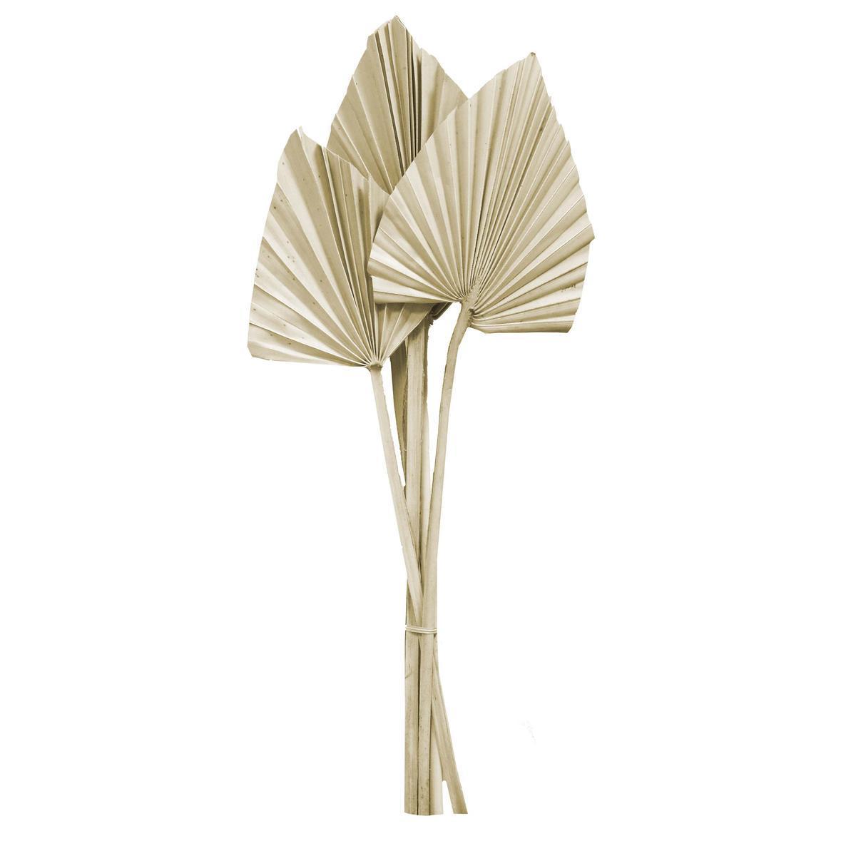 Ensemble 5 palmes décoratives séchées - H 45 cm - Marron