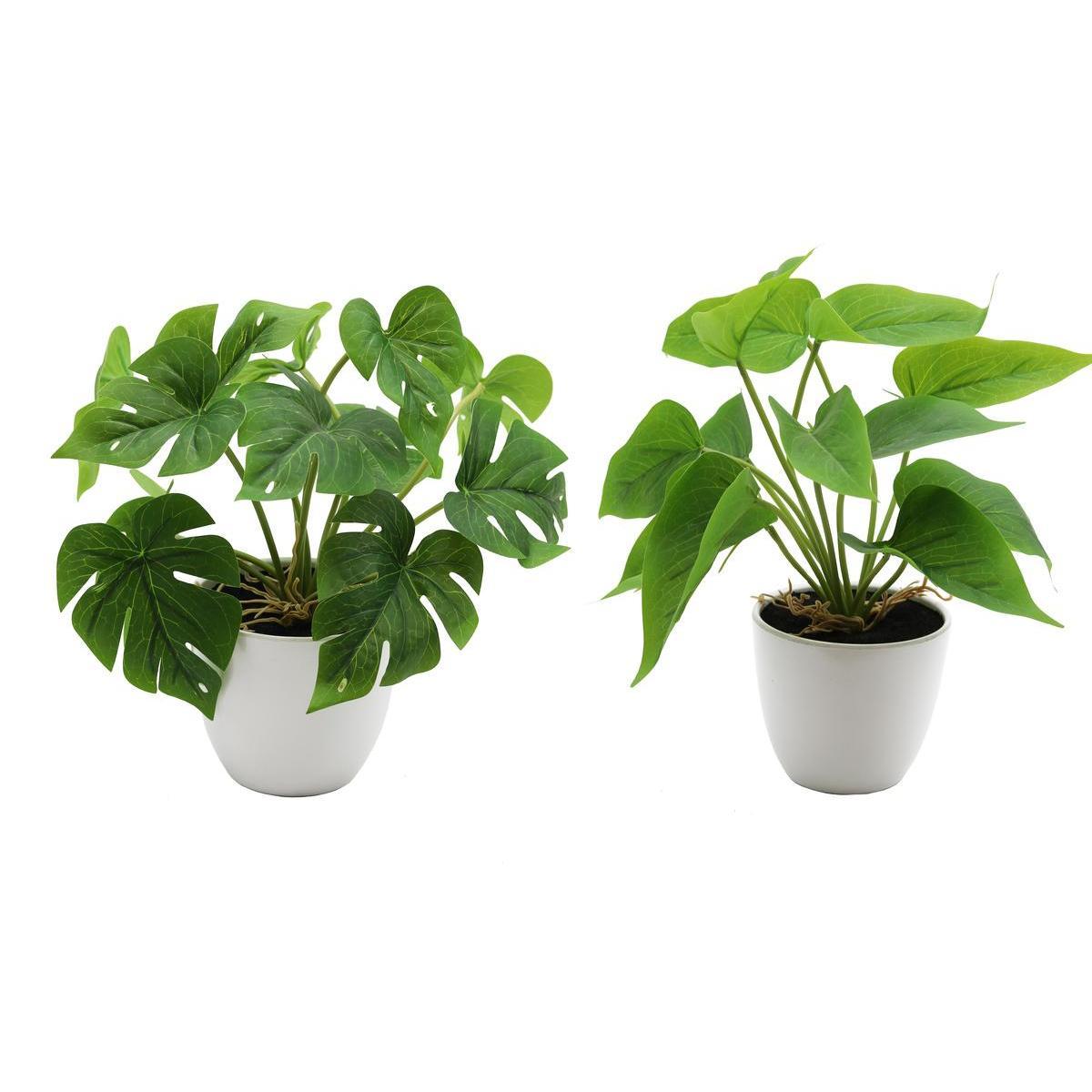Monstera ou Philodendron en pot plastique blanc - H 26 x ø 10 cm - Différents modèles