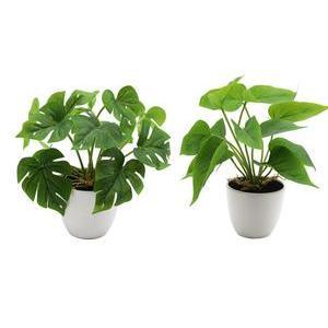 Monstera ou Philodendron en pot plastique blanc - H 26 x ø 10 cm - Différents modèles