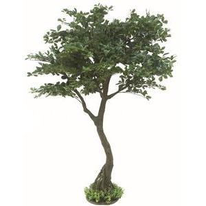 ARBRE BONZAI - H190CM