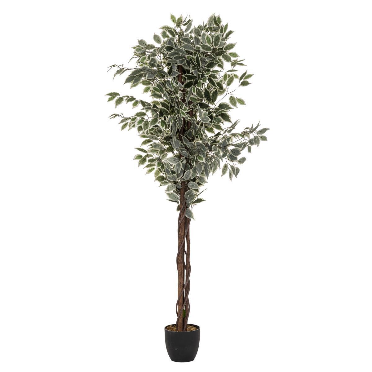 Ficus articifiel -  H 180 cm - Vert - ATMOSPHERA