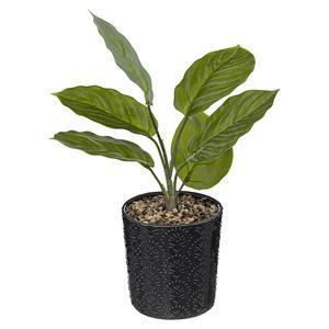 Plante pot crmq night h35