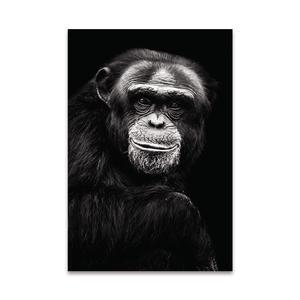 Toile Chimpanze 80X120Cms