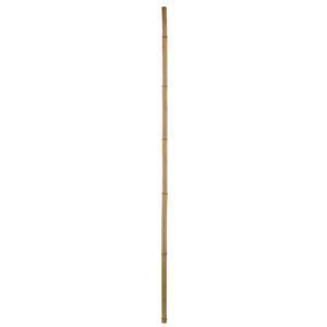 Tige de bambou - H 180 cm - MOOREA
