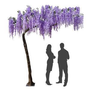 Arbre géant Glycine en fleurs - H 320 cm - Violet
