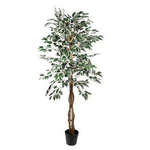 Ficus panaché 3 troncs tressés - H 150 cm - Vert