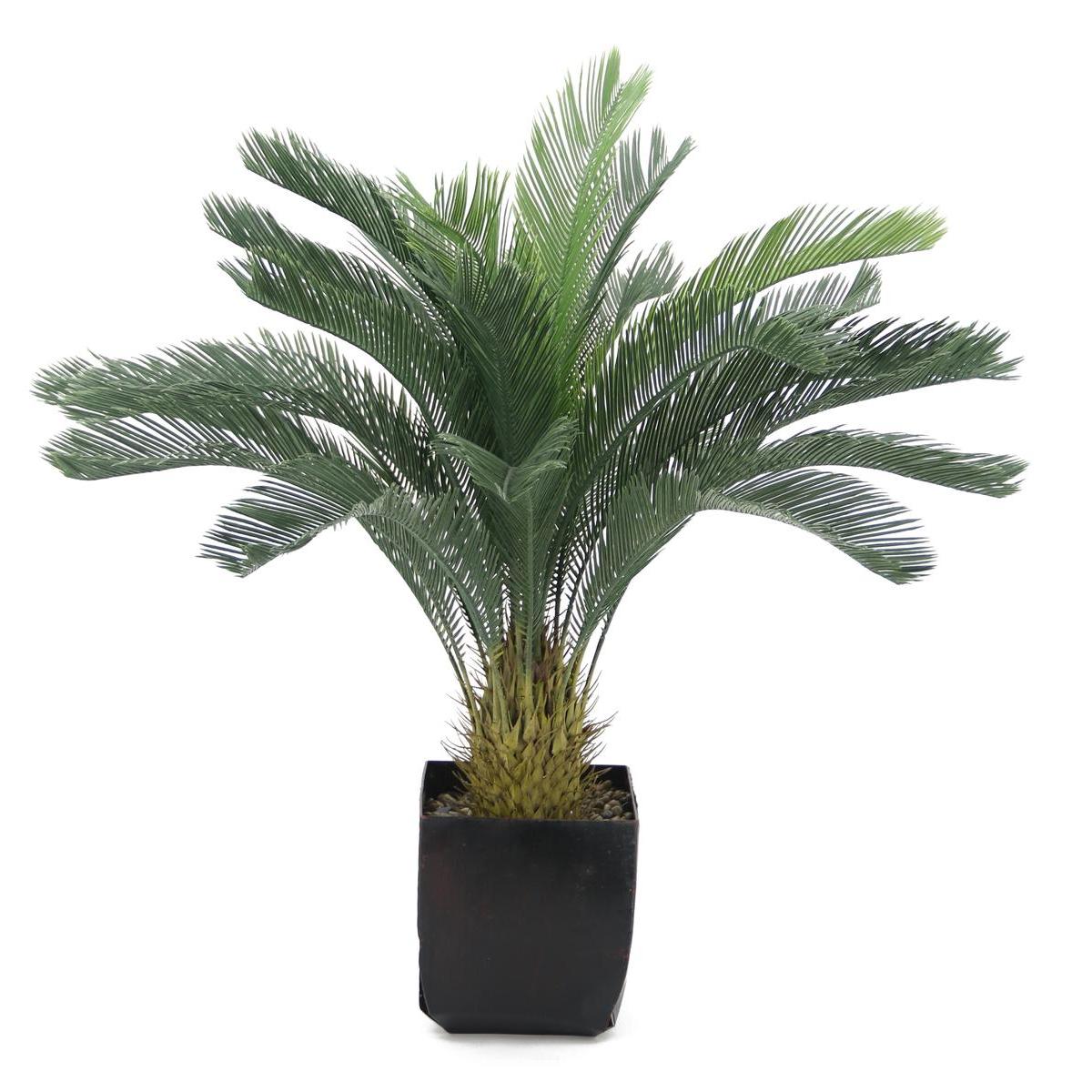 Cycas 24 palmes en pot - H 100 cm