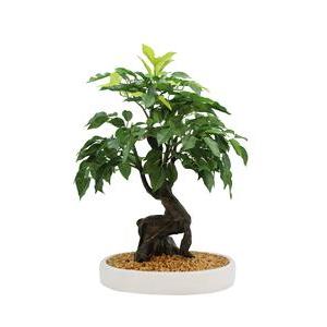 Ficus bonzaï en pot céramique - H 40 cm - Vert