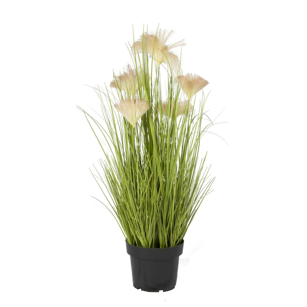 Herbe Et Plumeau Papyrus En Pot H 70 Cm Arbres Et Arbustes La Foir Fouille