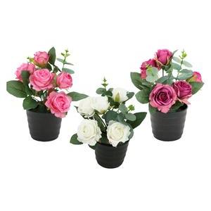 Roses en pot - H 24 cm - Blanc, Rose
