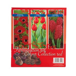 Boîte de 50 bulbes d'automne - Rouge