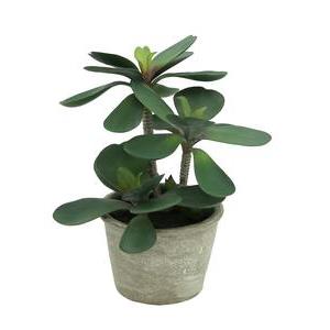 Succulente Arbre de Jade - H 29 cm