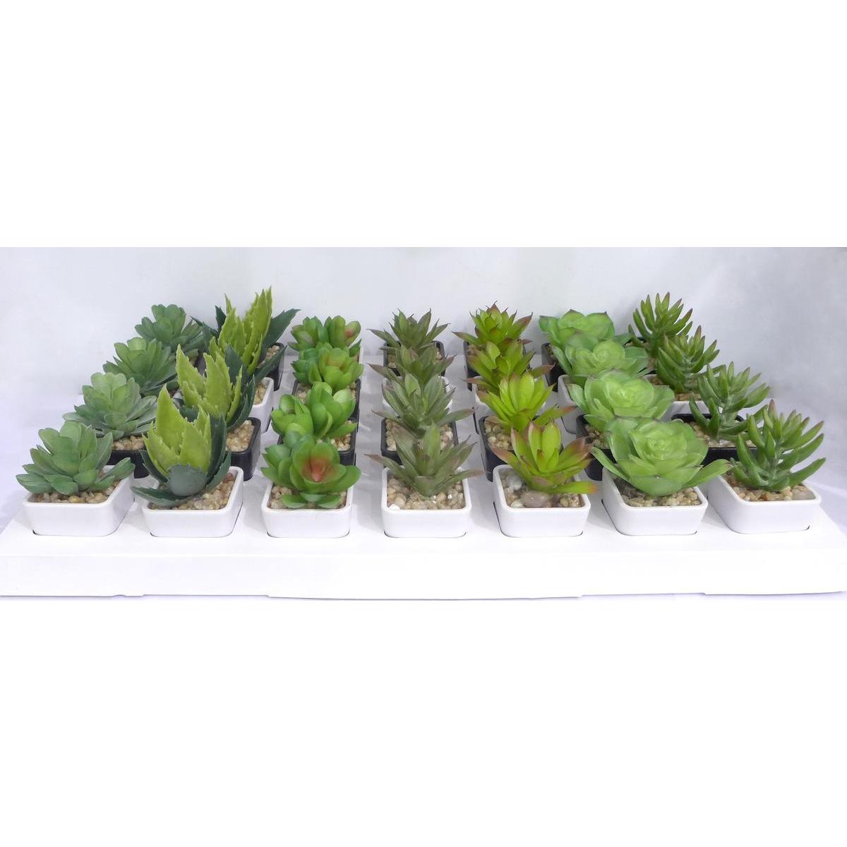 Display de succulentes Display de succulentes