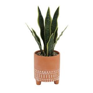Sansevieria Mexicain terracotta - H 40 cm - Vert