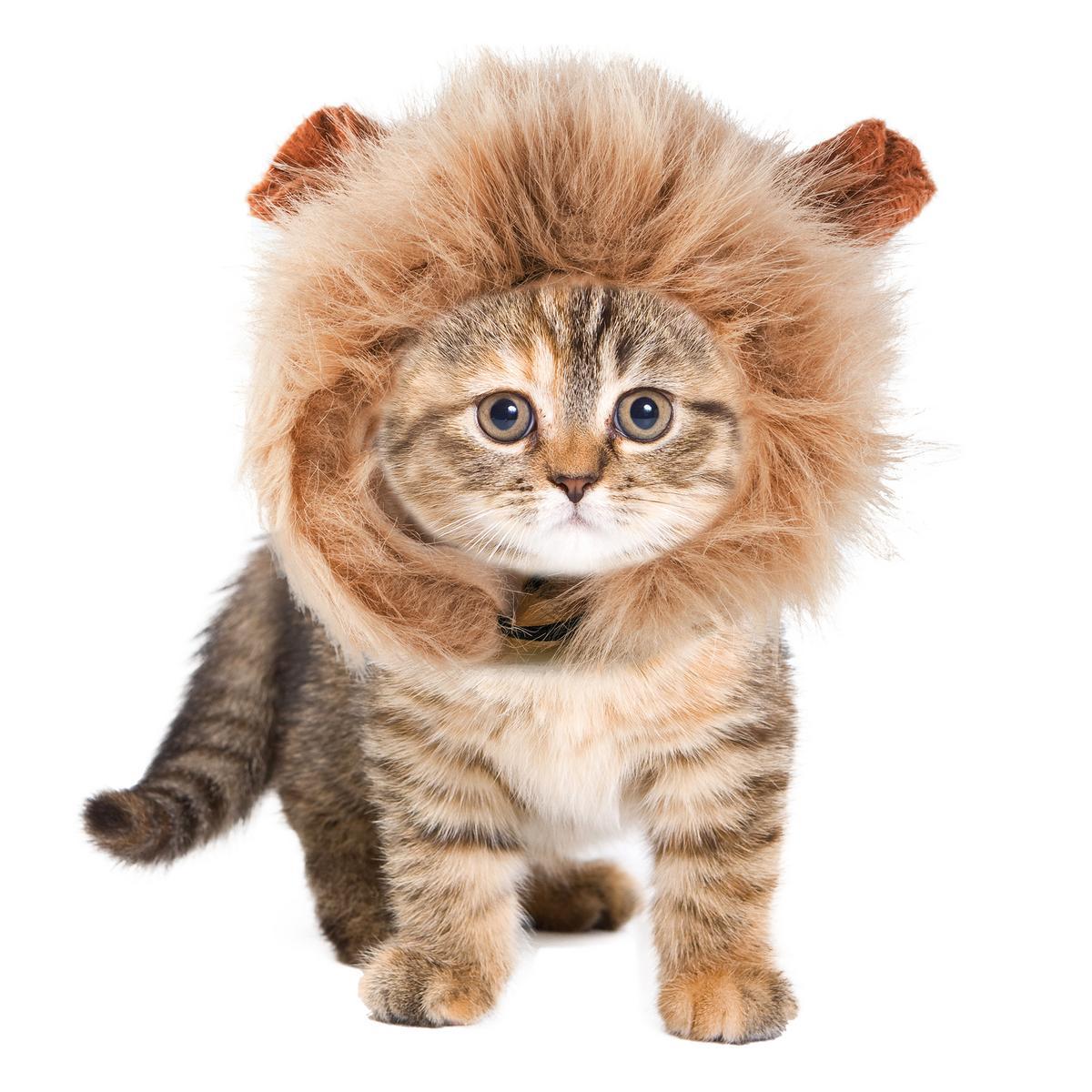 Criniere De Lion Pour Chat O 13 Cm Animalerie La Foir Fouille Criniere De Lion Pour Chat O 13 Cm Animalerie La Foir Fouille