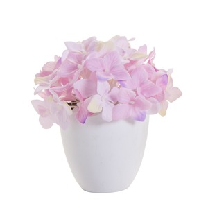 Hortensia en pot - Hauteur 13 cm - différents coloris