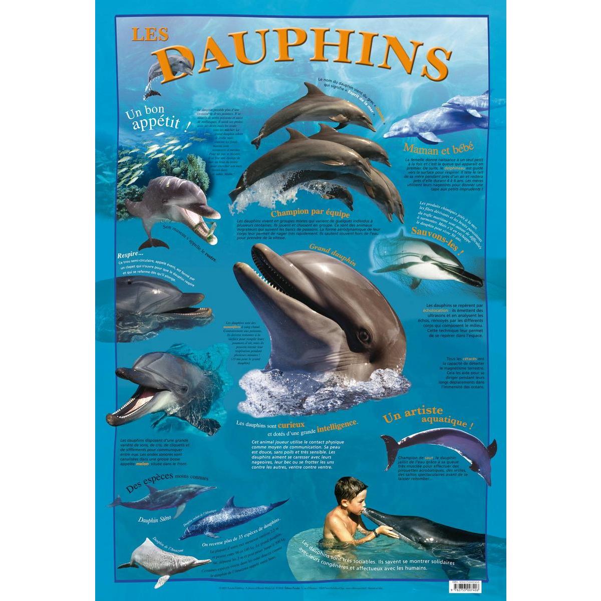 poster dauphins multicolore fournitures scolaires la foir fouille