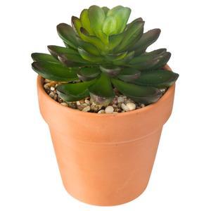 SUCCULENTE  TERRA LIVING H12