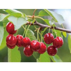 Planche en verre cerises