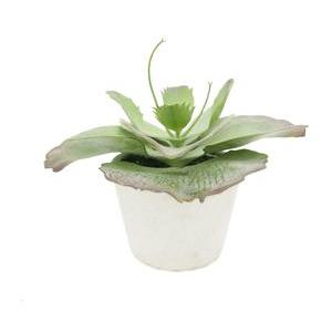 Succulente chou en pot ciment - H 18 cm - Vert