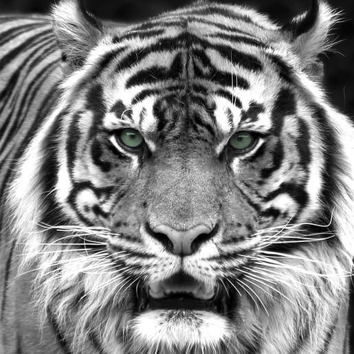 Portrait De Tigre En Noir Et Blanc Aurelien Roulic Flickr