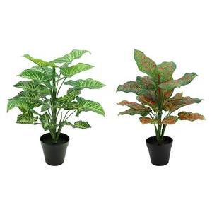 Plante verte syngonium et philo - H 45 cm - Vert