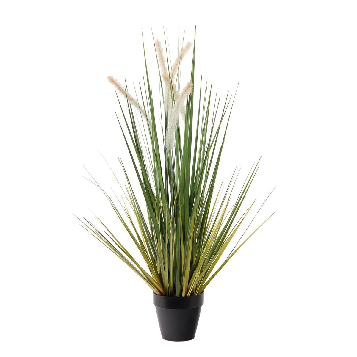 Graminées + Joncs en pot plastique - H 70 cm Graminées + Joncs en pot plastique - H 70 cm