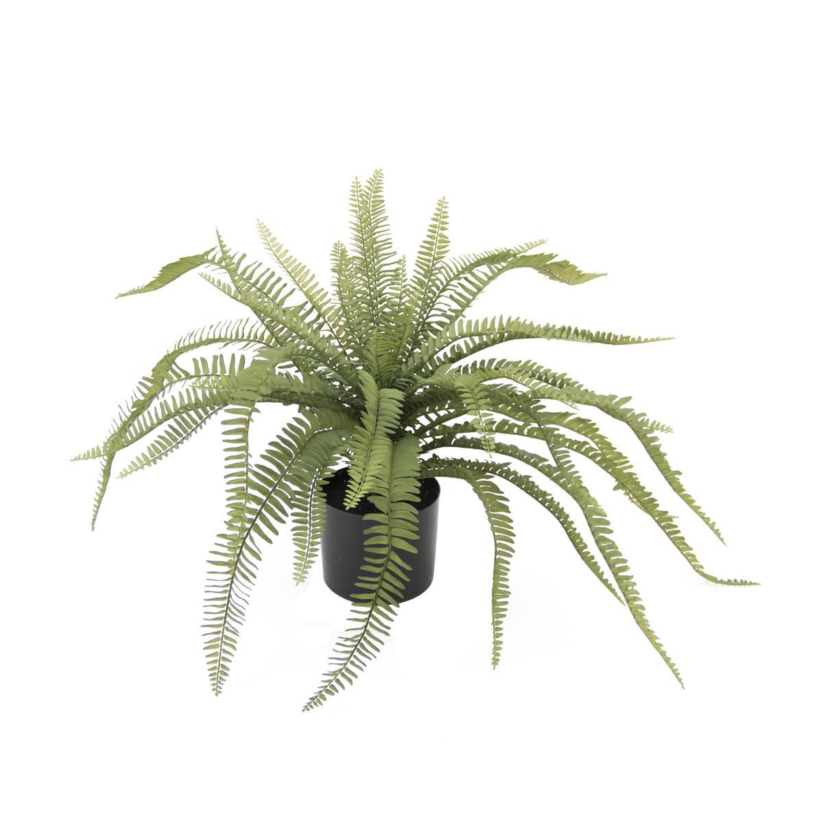 Fougères 36 feuilles en pot - H 46 cm - Vert