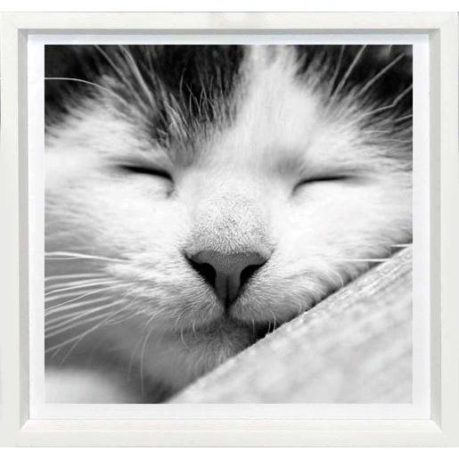 Tableau Chat 25 X 25 Cm Images Encadrees La Foir Fouille