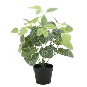 Plante verte - H 36 cm